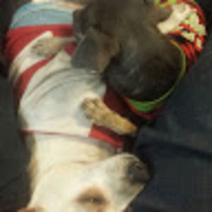 Meet your Posher, Dolores